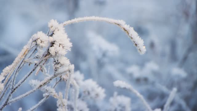 The branches of the grass covered with frost bent strongly down in the clearing