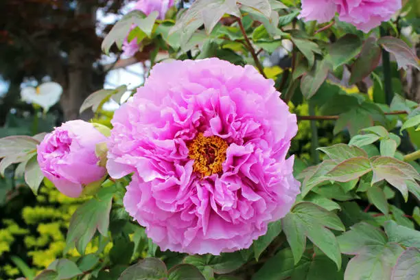 Photo of Peony flowers in the garden.