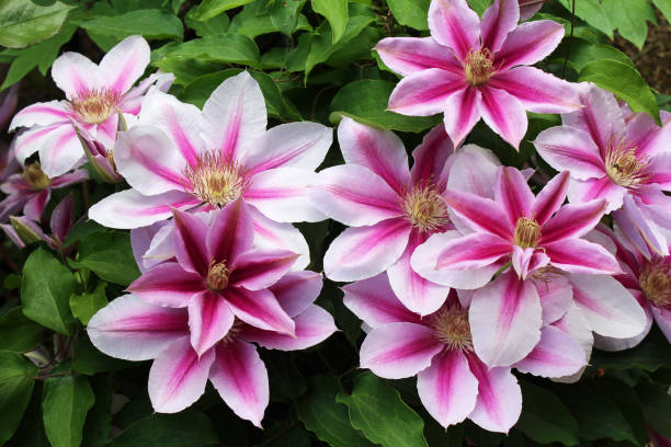 istock Two-colored clematis flowers, pink and white. 1296643912