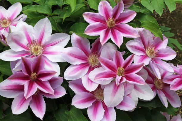 istock Two-colored clematis flowers, pink and white. 1296643955