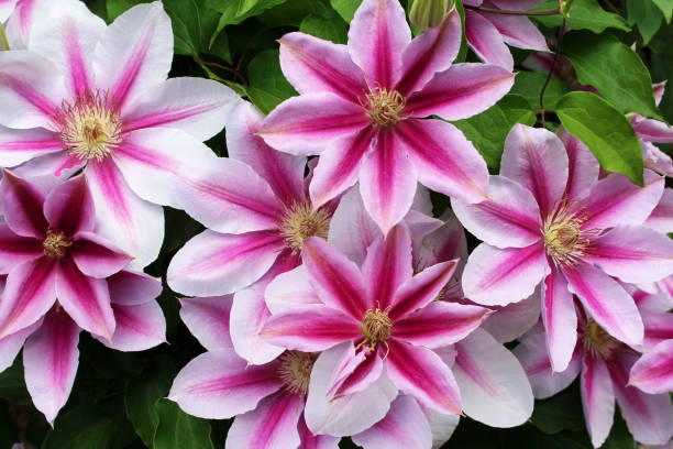 istock Two-colored clematis flowers, pink and white. 1296643961