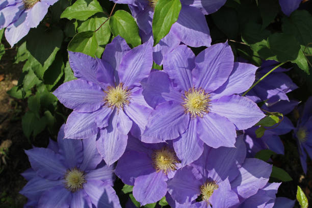 istock Blue clematis flowers in the garden. 1296643994