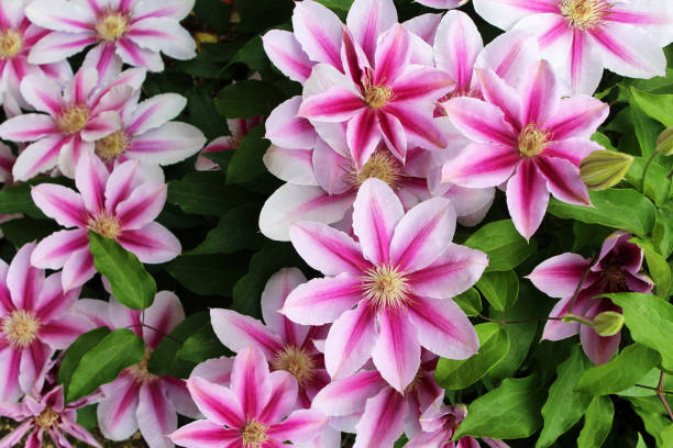 istock Two-colored clematis flowers, pink and white. 1296643997
