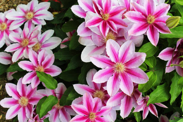istock Two-colored clematis flowers, pink and white. 1296644001