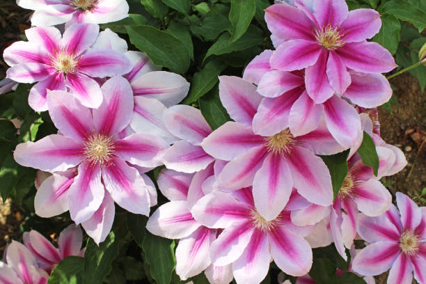 istock Two-colored clematis flowers, pink and white. 1296644628