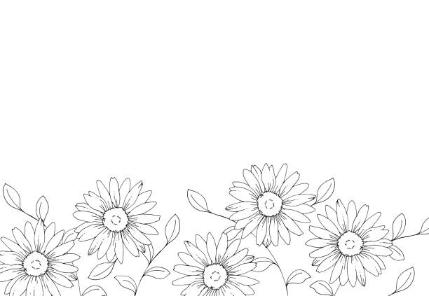 illustrazioni stock, clip art, cartoni animati e icone di tendenza di disegno a linee di fiori di margherita - flower bed