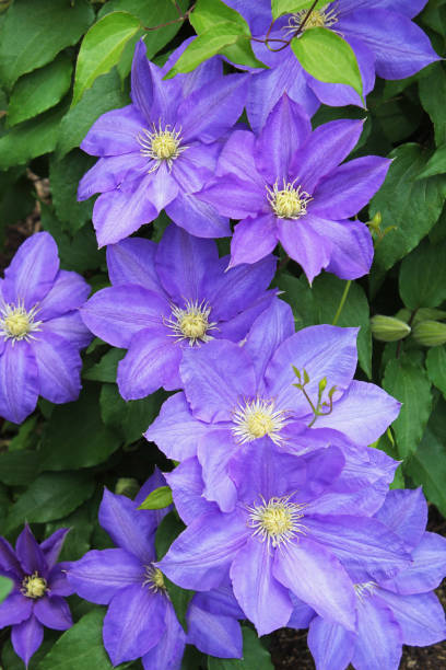 istock Blue clematis flowers in the garden. 1296644824