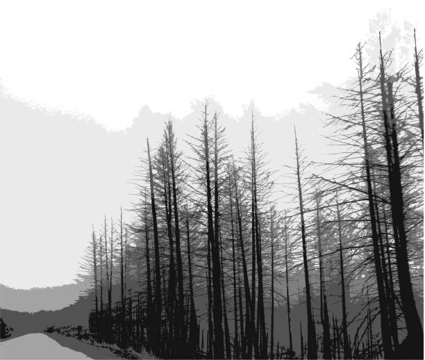 grey trees road - burned tree stock-grafiken, -clipart, -cartoons und -symbole