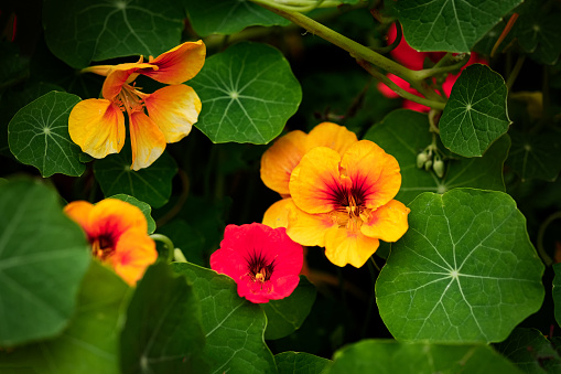 Closeup of nasturtium flowers and leaves in a vegetable garden.  California, USA.