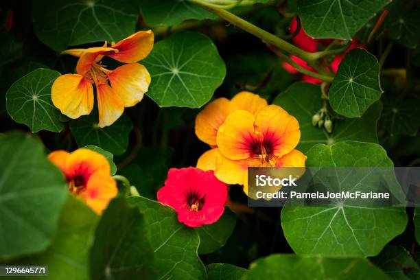 Edible Nasturtium Flowers Growing In Organic Vegetable Garden Stock Photo - Download Image Now