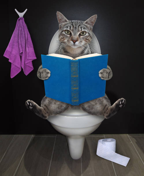 istock Cat gray reads on toilet bowl 3 1296646453