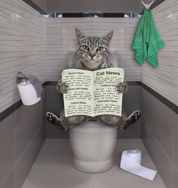 istock Cat gray reads on toilet bowl 2 1296646457