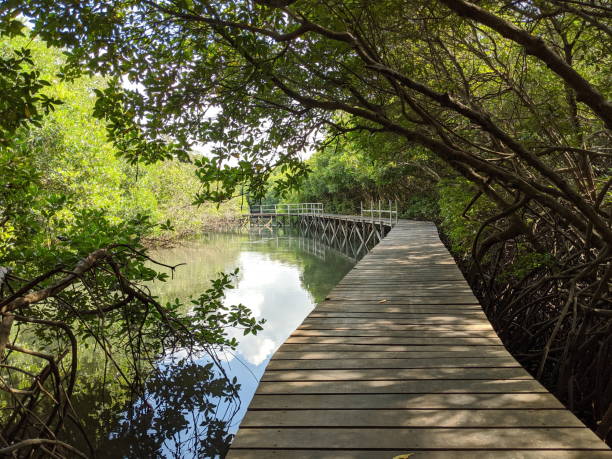 istock Mangrove Forest in Denpasar Bali 1296646464