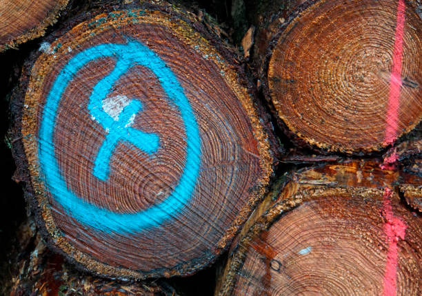 istock Background of wood. 1296647748