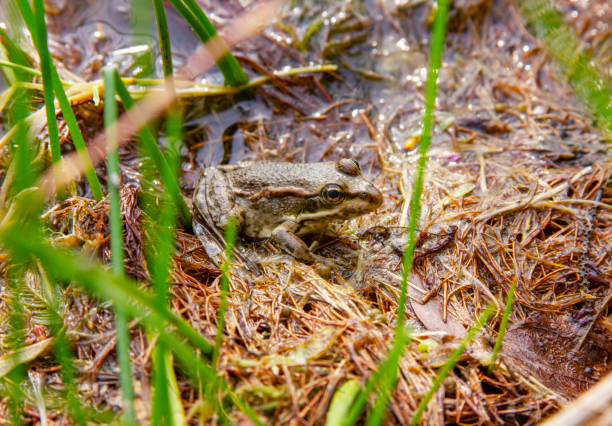 la rana en el agua de un lago. cabeza de una rana de pantano sobre un fondo de hábitats naturales. pelophylax ridibundus - frog batrachian animal head grass fotografías e imágenes de stock