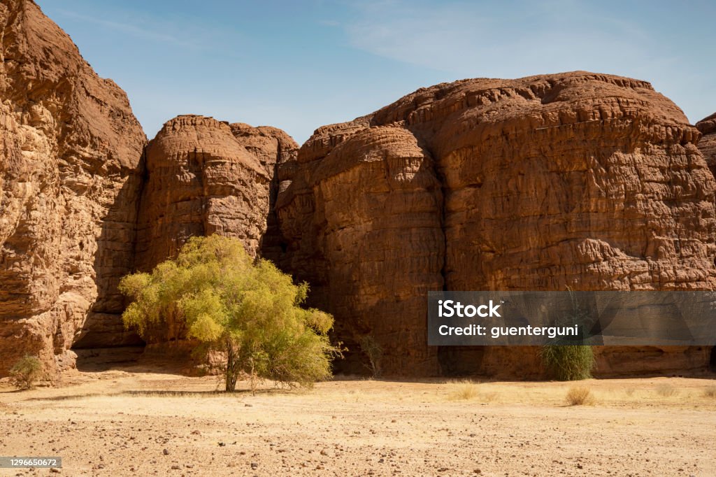 Green tree in the Ennedi massif, Sahara, Chad Green tree in the remote Ennedi Mountains (massif) in the Sahara desert, North-East Chad. The Ennedi massif was declared as an UNESCO World Heritage site in 2016. Ennedi Massif Stock Photo