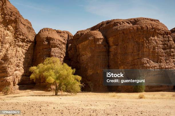 Green Tree In The Ennedi Massif Sahara Chad Stock Photo - Download Image Now - Ennedi Massif, Acacia Tree, Adventure