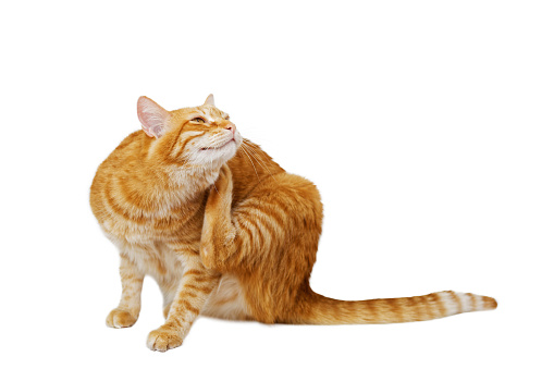Ginger cat scratches itself with its hind paw. Isolated on white. Shallow focus.