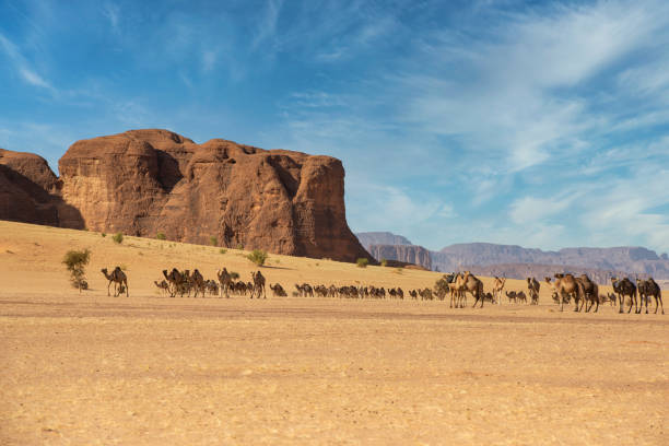 istock Herd of camels, Ennedi massif, Sahara, Chad 1296650770