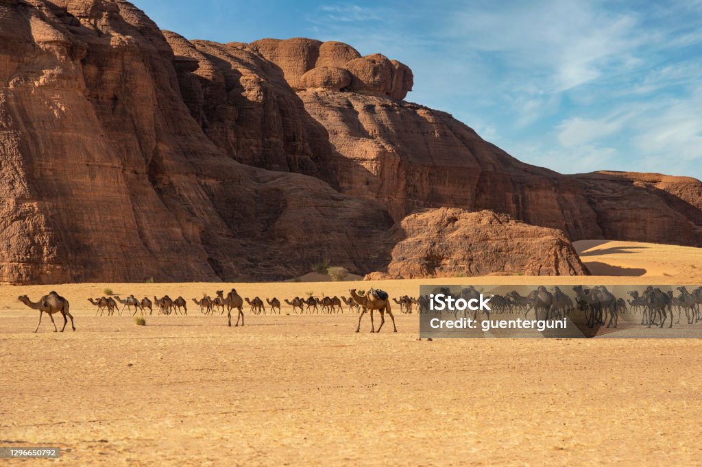 Herd of camels, Ennedi massif, Sahara, Chad Herd of Camels in the typical landscape of the desert in the Ennedi massif. They are heading to a waterhole in the Sahara desert of the Ennedi region in North-East Chad. The small oasis with water are essential for the Tubu people and their large camel herds. The Ennedi massif was declared as an UNESCO World Heritage site in 2016. Chad - Central Africa Stock Photo