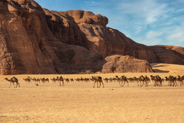 Herd of camels, Ennedi massif, Sahara, Chad Herd of Camels in the typical landscape of the desert in the Ennedi massif. They are heading to a waterhole in the Sahara desert of the Ennedi region in North-East Chad. The small oasis with water are essential for the Tubu people and their large camel herds. The Ennedi massif was declared as an UNESCO World Heritage site in 2016. ennedi massif photos stock pictures, royalty-free photos & images
