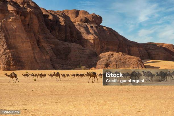 Herd Of Camels Ennedi Massif Sahara Chad Stock Photo - Download Image Now - Chad - Central Africa, Ennedi Massif, Ennedi Mountains