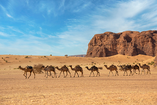 Group of camels, seats ready for tourists, walking in AlUla desert on a bright sunny day, closeup detail.