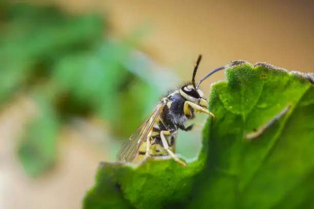 Macro of a wasp bee on a green leaf. Extremely close up shot.
