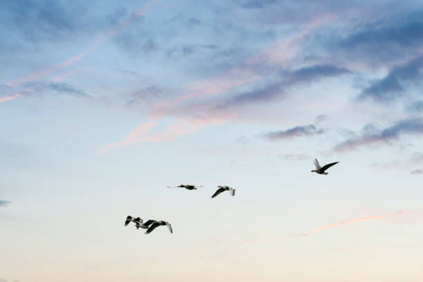 istock A large flock of geese silhouetted against a blue and white sky. Movement, selective focus 1296652579