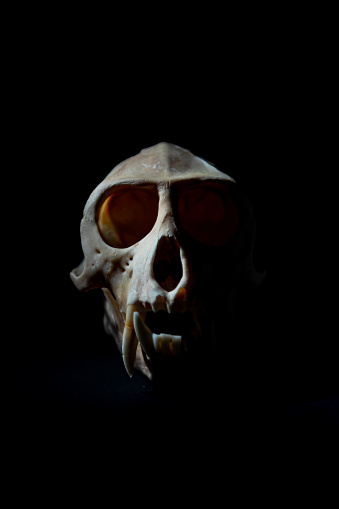 Cráneo de Mono photo