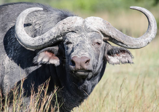 istock Bull buffalo in the mud with big curved horns. 1296654362