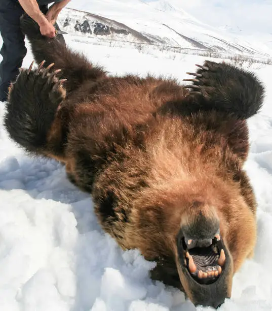 The carcass of a brown bear lying on its back at the beginning of skinning after hunting. A hunter with a knife begins preparing a bear or grizzly in the snow after a successful spring hunt.