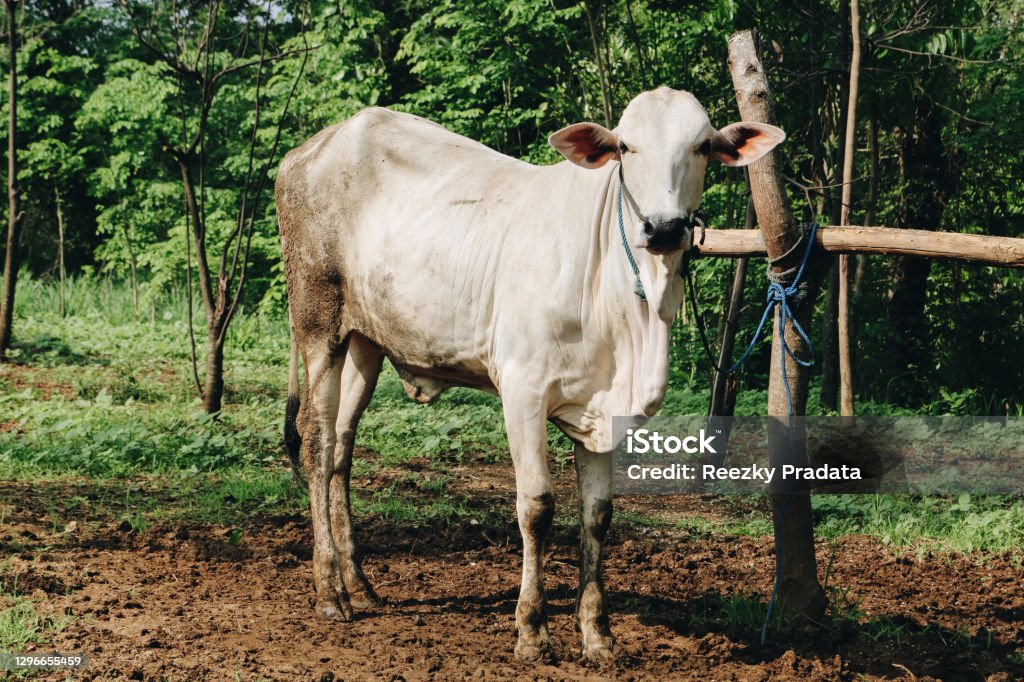 Sapi Tebesar Sapi Ras Ongole Atau Sapi Jawa Atau Sapi Putih Atau Bos Taurus Adalah ...
