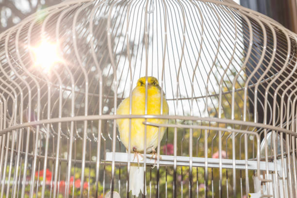 istock Yellow canary (Serinus canaria) in cage, small domestic bird backlit 1296656403