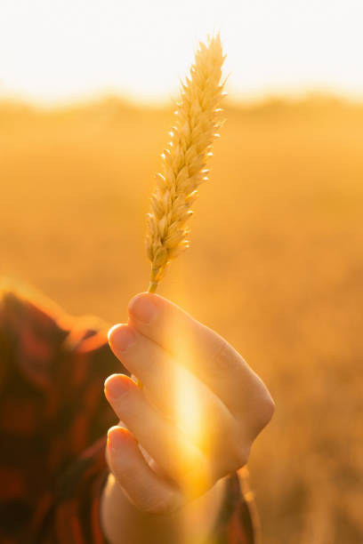 istock Farmer with ear of wheat 1296657283
