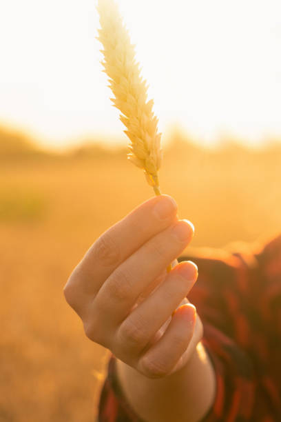 istock Farmer with ear of wheat 1296657340