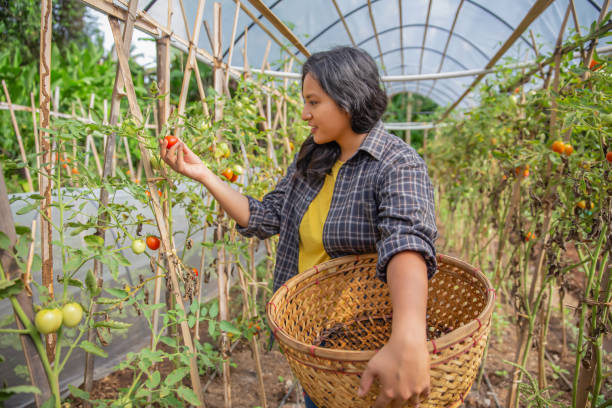 mulher do sudeste asiático colhendo tomates maduros em fazenda de pré-cultura - southeast asian ethnicity fotos - fotografias e filmes do acervo