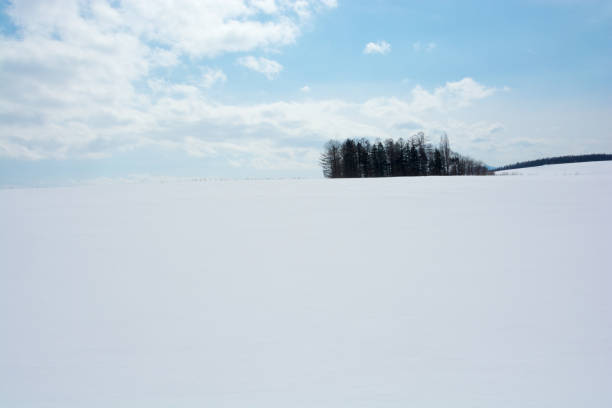 Snow Field and thicket with blue sky with clouds