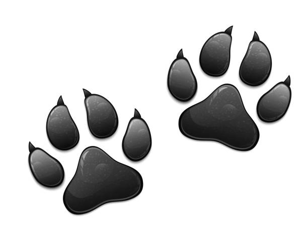 istock Black animal paw print isolated on white background. Vector illustration 1296658337