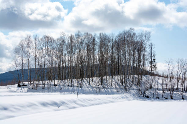 istock Snowfield and birch forest on a sunny winter day 1296658338