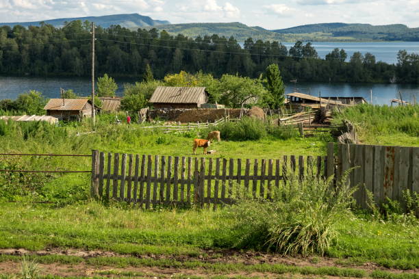 i vitelli pascolano nel cortile di una casa del villaggio sullo sfondo di un lago in una soleggiata giornata estiva. - fence hill mountain range mountain foto e immagini stock