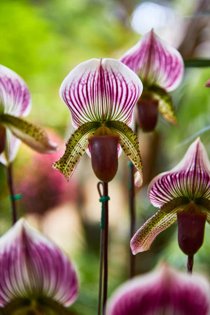 istock Paphiopedium pitcher plant 1296659459