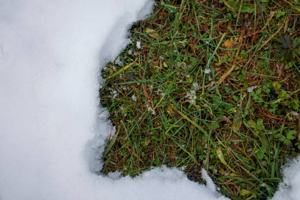 istock White snow and green grass in winter 1296660180