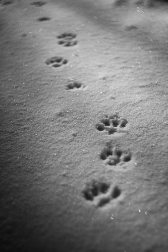 Paws prints in snow with shadows. Paw track closeup