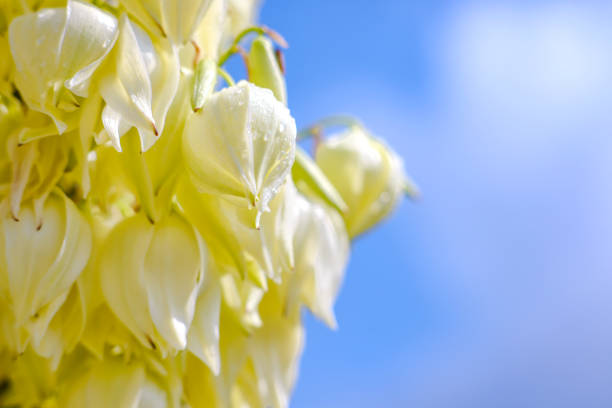istock Beautiful flowers of Yucca palm 1296660556