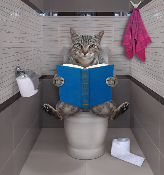 istock Cat gray reads on toilet bowl 4 1296662946