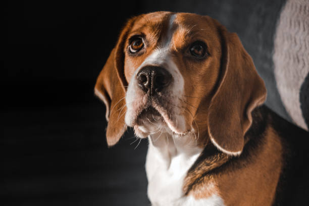 istock muzzle of a dog beagle close-up, looks up. expressive look 1296663596