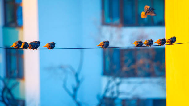 Birds on the wire on the city . Starlings from the city