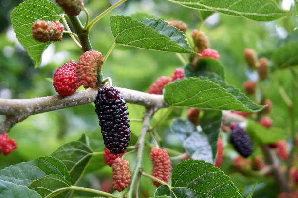 istock Fresh and organic mulberry fruits 1296663931