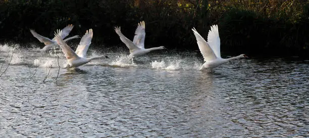 Mute swans are perhaps the world's heaviest flying birds, and that can make learning to fly a struggle. Here, a group of large cygnets (mute swans, Cygnus olor) run frantically on the water as part of a lesson in learning to fly. Mitcham Pond, Merton, England.